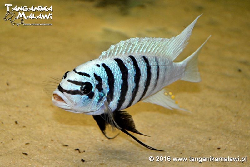 Maylandia fainzilberi 'Maison Reef'